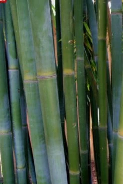 Giant Weavers Royal Bamboo (Wong Chuk) - Bambusa Textilis 'Kanapaha' - 3 Gallon Pot -Garden Care Bamboo Kanapaha 16