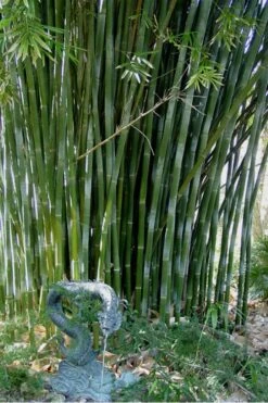 Giant Weavers Royal Bamboo (Wong Chuk) - Bambusa Textilis 'Kanapaha' - 3 Gallon Pot -Garden Care Bamboo Kanapaha 18