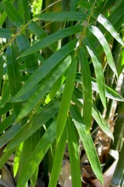 Giant Weavers Royal Bamboo (Wong Chuk) - Bambusa Textilis 'Kanapaha' - 3 Gallon Pot -Garden Care Bamboo Kanapaha 20
