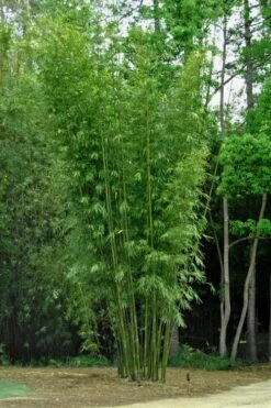 Giant Weavers Royal Bamboo (Wong Chuk) - Bambusa Textilis 'Kanapaha' - 3 Gallon Pot -Garden Care Bamboo Kanapaha 6