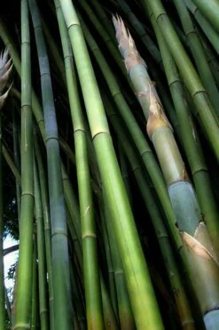 Giant Weavers Royal Bamboo (Wong Chuk) - Bambusa Textilis 'Kanapaha' - 3 Gallon Pot -Garden Care Bamboo Kanapaha 8