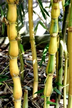 Yellow Buddha Belly Bamboo - Bambusa Ventricosa 'Kimmei' - 3 Gallon Pot -Garden Care Bamboo Kimmei 2