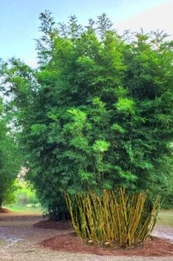 Yellow Buddha Belly Bamboo - Bambusa Ventricosa 'Kimmei' - 3 Gallon Pot -Garden Care Bamboo Kimmei 5