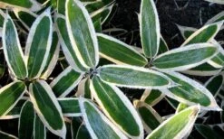 Kuma Zasa Dwarf Bamboo (Sasa Veitchii 'Kuma-Zasa') - 3 Gallon Pot -Garden Care Bamboo Kuma Zasa 1