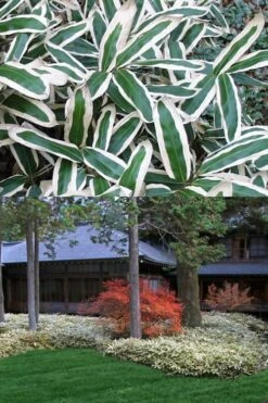 Kuma Zasa Dwarf Bamboo (Sasa Veitchii 'Kuma-Zasa') - 3 Gallon Pot -Garden Care Bamboo Kuma Zasa 13