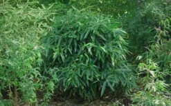 Latifolius Broadleaf Bamboo - Indocalamus Latifolius - 3 Gallon Pot -Garden Care Bamboo Latifolius 2
