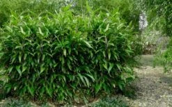 Latifolius Broadleaf Bamboo - Indocalamus Latifolius - 3 Gallon Pot -Garden Care Bamboo Latifolius 3