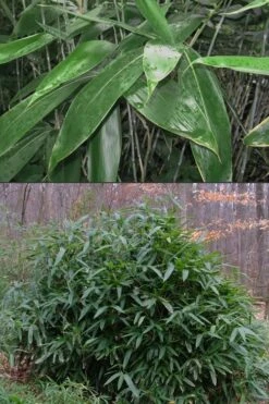Latifolius Broadleaf Bamboo - Indocalamus Latifolius - 3 Gallon Pot -Garden Care Bamboo Latifolius 500x750 1
