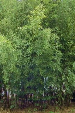 Spotted Leopard Bamboo - Phyllostachys Bambusoides 'Tanakae' - 3 Gallon Pot -Garden Care Bamboo Leopard 11
