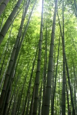 Madake Giant Japanese Timber Bamboo (Phyllostachys Bambusoides) - 3 Gallon Pot (4-6'+) -Garden Care Bamboo Madake 10 2