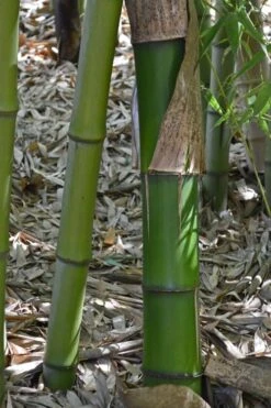 Madake Giant Japanese Timber Bamboo (Phyllostachys Bambusoides) - 3 Gallon Pot (2-4') -Garden Care Bamboo Madake 11 1