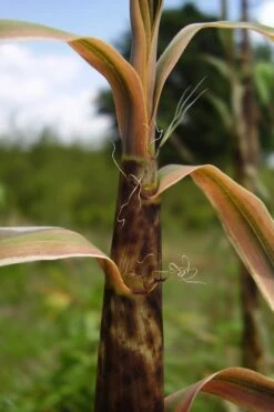 Madake Giant Japanese Timber Bamboo (Phyllostachys Bambusoides) - 3 Gallon Pot (4-6'+) -Garden Care Bamboo Madake 13 2