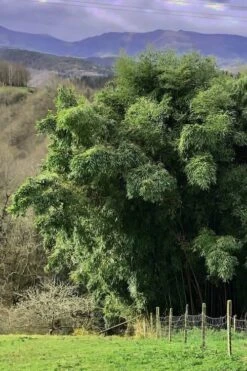 Madake Giant Japanese Timber Bamboo (Phyllostachys Bambusoides) - 2 Gallon Pot 12 Madake Giant Japanese Timber Bamboo (Phyllostachys Bambusoides) - 2 Gallon Pot -Garden Care Bamboo Madake 14