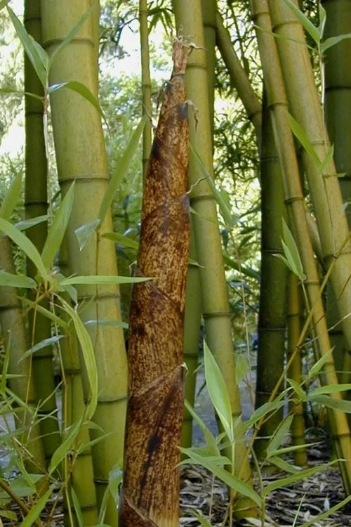 Madake Giant Japanese Timber Bamboo (Phyllostachys Bambusoides) - 2 Gallon Pot 1 Madake Giant Japanese Timber Bamboo (Phyllostachys Bambusoides) - 2 Gallon Pot
