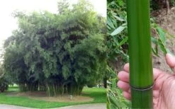 Madake Giant Japanese Timber Bamboo (Phyllostachys Bambusoides) - 3 Gallon Pot (4-6'+) -Garden Care Bamboo Madake Giant Japanese Timber Bamboo 2
