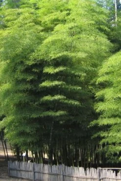 Moso Giant Bamboo (Phyllostachys Edulis 'Moso') - 3 Gallon Pot (4-6') -Garden Care Bamboo Moso 10