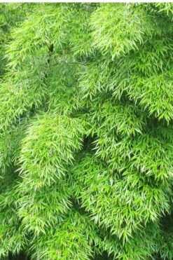 Moso Giant Bamboo (Phyllostachys Edulis 'Moso') - 3 Gallon Pot (4-6') -Garden Care Bamboo Moso 11