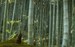 Moso Giant Bamboo (Phyllostachys Edulis 'Moso') - 3 Gallon Pot (2-4') 16 Moso Giant Bamboo (Phyllostachys Edulis 'Moso') - 3 Gallon Pot (2-4') -Garden Care Bamboo Moso 24 1