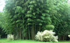 Moso Giant Bamboo (Phyllostachys Edulis 'Moso') - 3 Gallon Pot (2-4') 19 Moso Giant Bamboo (Phyllostachys Edulis 'Moso') - 3 Gallon Pot (2-4') -Garden Care Bamboo Moso 3 1