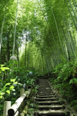 Moso Giant Bamboo (Phyllostachys Edulis 'Moso') - 3 Gallon Pot (4-6') -Garden Care Bamboo Moso 9