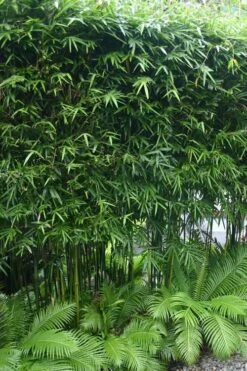 Dwarf Weavers Bamboo - Bambusa Textilis 'RG Dwarf' - 2 Gallon Pot -Garden Care Bamboo RG Dwarf 5