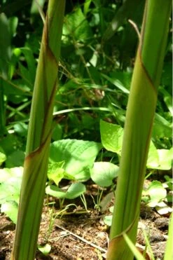 Red Margin Bamboo - Phyllostachys Rubromarginata - 3 Gallon Pot (4-6') -Garden Care Bamboo Red Margin 11