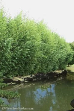 Red Margin Bamboo - Phyllostachys Rubromarginata - 3 Gallon Pot (4-6') -Garden Care Bamboo Red Margin 13