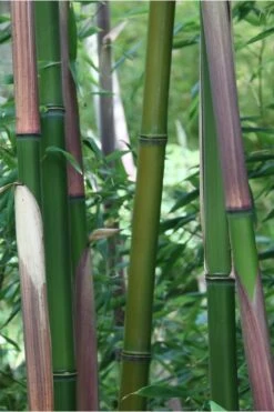 Red Margin Bamboo - Phyllostachys Rubromarginata - 3 Gallon Pot (4-6') -Garden Care Bamboo Red Margin 500x750 1