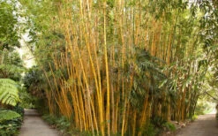Robert Young Golden Bamboo (Phyllostachys Viridis 'Robert Young') - 3 Gallon Pot (4-6'+) -Garden Care Bamboo Robert Young 1 1