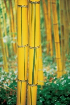 Robert Young Golden Bamboo - Phyllostachys Viridis 'Robert Young' - 3 Gallon Pot (2-4') -Garden Care Bamboo Robert Young 9