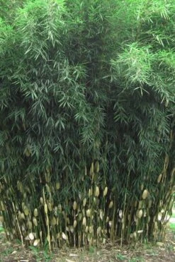 Robust Bamboo - Fargesia Robusta - 1 Gallon Pot -Garden Care Bamboo Robusta 1 1