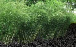 Robust Bamboo - Fargesia Robusta - 3 Gallon Pot -Garden Care Bamboo Robusta 4