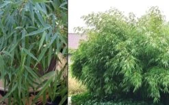 Dragons Head Bamboo - Fargesia Dracocephala 'Rufa' - 1 Gallon Pot -Garden Care Bamboo Rufa 2 2