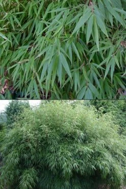 Dragons Head Bamboo - Fargesia Dracocephala 'Rufa' - 1 Gallon Pot -Garden Care Bamboo Rufa 500x750 2
