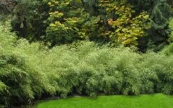 Dragons Head Bamboo - Fargesia Dracocephala 'Rufa' - 1 Gallon Pot -Garden Care Bamboo Rufa Hedge 1 1