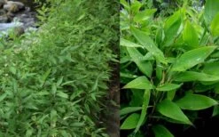 Ruscus Bamboo (Shibataea Kumasaca) - 1 Gallon Pot -Garden Care Bamboo Ruscus 1