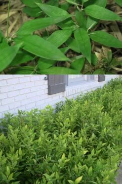 Ruscus Bamboo (Shibataea Kumasaca) - 1 Gallon Pot -Garden Care Bamboo Ruscus 500x750 1