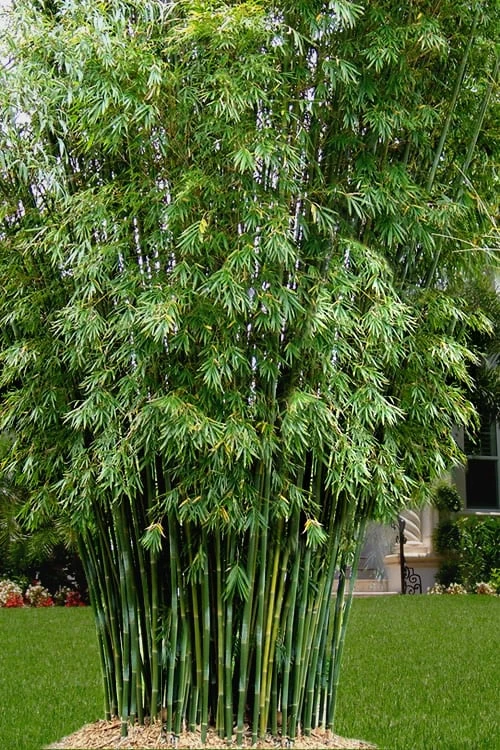 Seabreeze Bamboo - Bambusa Malingensis - 3 Gallon Pot 1 Seabreeze Bamboo - Bambusa Malingensis - 3 Gallon Pot