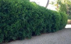 Seabreeze Bamboo - Bambusa Malingensis - 3 Gallon Pot 9 Seabreeze Bamboo - Bambusa Malingensis - 3 Gallon Pot -Garden Care Bamboo Seabreeze 3 1