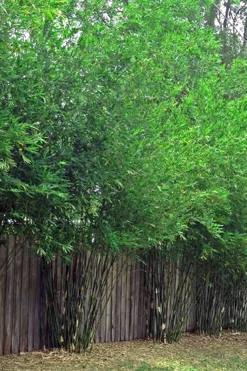Seabreeze Bamboo - Bambusa Malingensis - 3 Gallon Pot 4 Seabreeze Bamboo - Bambusa Malingensis - 3 Gallon Pot - Image 4