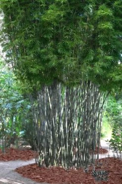 Silk Bamboo - Bambusa Textilis 'Glabra' - 2 Gallon Pot -Garden Care Bamboo Silk 5