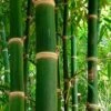 Solid Stem Bamboo - Phyllostachys Heteroclada - 3 Gallon Pot (4-6')