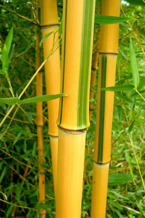 Green Groove Golden Bamboo - Phyllostachys Aureosulcata 'Spectabilis' - 3 Gallon Pot (2-4') 7 Green Groove Golden Bamboo - Phyllostachys Aureosulcata 'Spectabilis' - 3 Gallon Pot (2-4') - Image 7