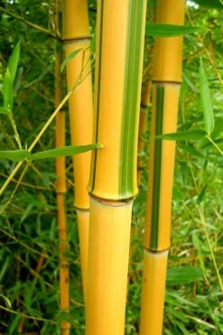 Green Groove Golden Bamboo - Phyllostachys Aureosulcata 'Spectabilis' - 3 Gallon Pot (4-6') -Garden Care Bamboo Spectabilis 13