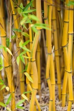 Green Groove Golden Bamboo - Phyllostachys Aureosulcata 'Spectabilis' - 3 Gallon Pot (4-6') -Garden Care Bamboo Spectabilis 17