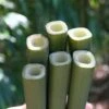 Square Stem Bamboo (Chimonobambusa Quadrangularis) - 3 Gallon Pot (2-4')