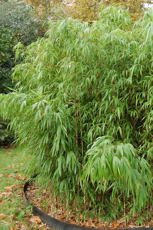 Square Stem Bamboo (Chimonobambusa Quadrangularis) - 3 Gallon Pot (2-4') 6 Square Stem Bamboo (Chimonobambusa Quadrangularis) - 3 Gallon Pot (2-4') - Image 6