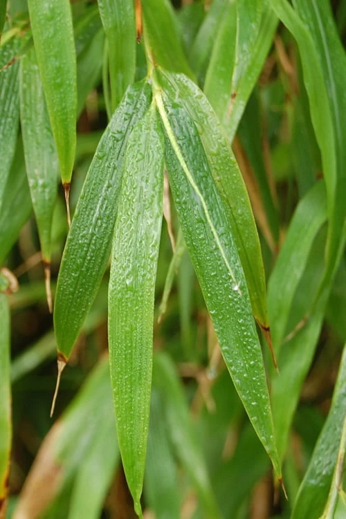 Square Stem Bamboo (Chimonobambusa Quadrangularis) - 3 Gallon Pot (2-4') 5 Square Stem Bamboo (Chimonobambusa Quadrangularis) - 3 Gallon Pot (2-4') - Image 5
