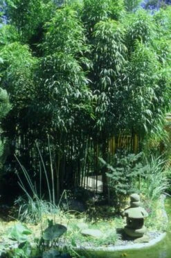 Square Stem Bamboo (Chimonobambusa Quadrangularis) - 3 Gallon Pot (2-4') 13 Square Stem Bamboo (Chimonobambusa Quadrangularis) - 3 Gallon Pot (2-4') -Garden Care Bamboo Square 4