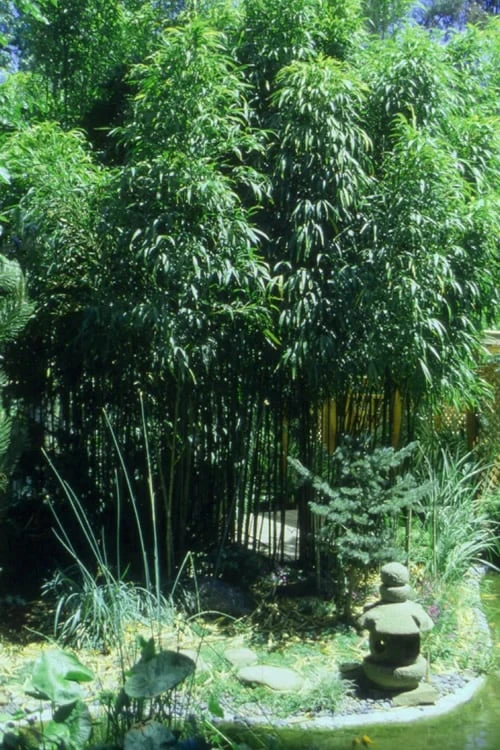 Square Stem Bamboo (Chimonobambusa Quadrangularis) - 3 Gallon Pot (2-4') 7 Square Stem Bamboo (Chimonobambusa Quadrangularis) - 3 Gallon Pot (2-4') - Image 7